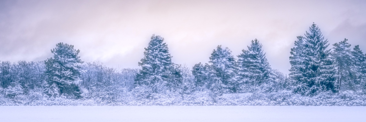 Snow_Trees_Winter