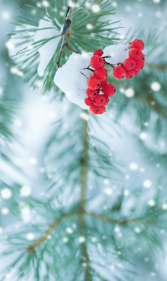 Winter_Tree_Snow_Holiday